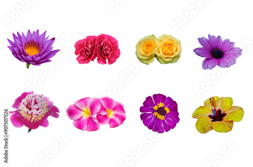 Set of blooming flowers isolated on transparent background