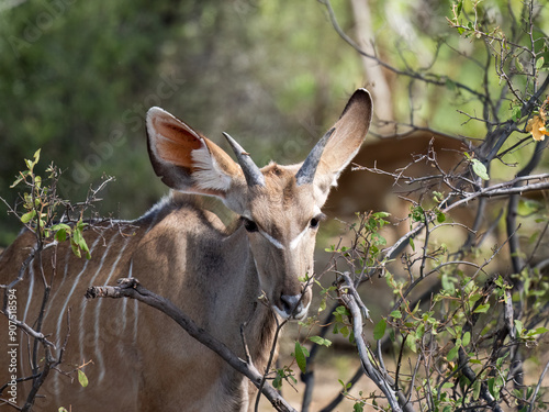 Sambesi-Großkudu (Strepsiceros zambesiensis) photo