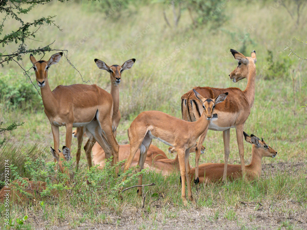 Schwarzfersenantilope oder Impala (Aepyceros melampus) Schwarzfersenantilope oder Impala (Aepyceros melampus)