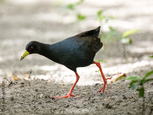 Schwarzkielralle (Zapornia flavirostra) photo