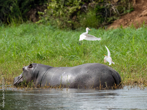 Kuhreiher auf Flußpferd photo