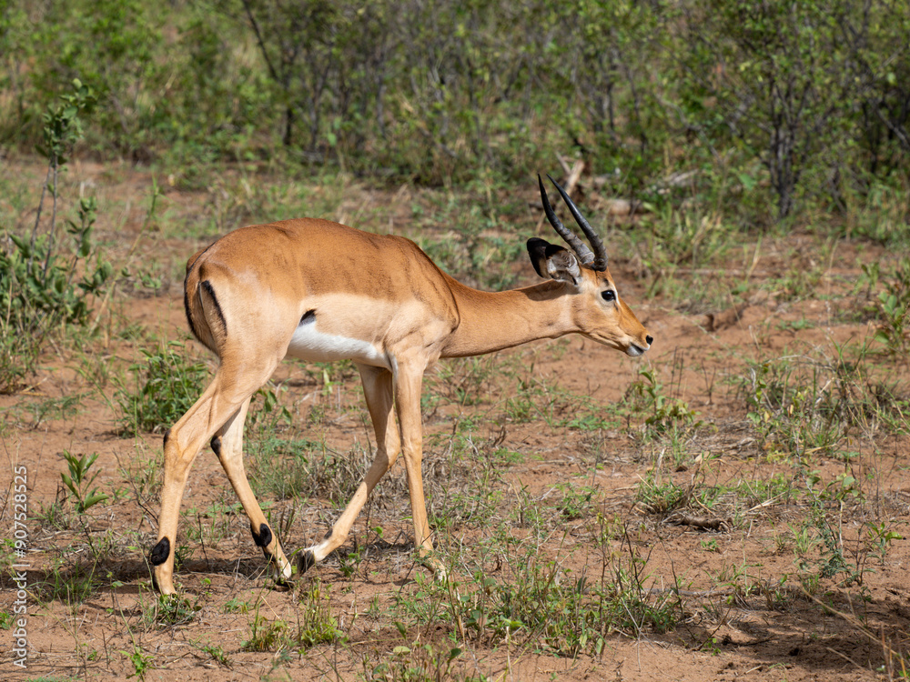 Schwarzfersenantilope oder Impala (Aepyceros melampus) Schwarzfersenantilope oder Impala (Aepyceros melampus)