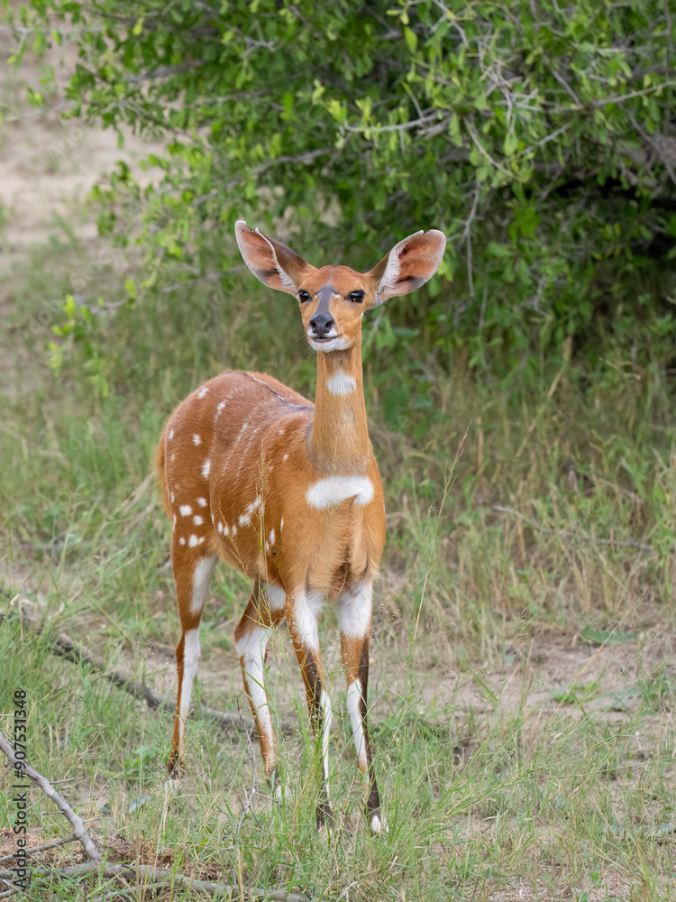 Fototapeta premium Südliche Schirrantilope, Südafrikanischer Buschbock, Tragelaphus sylvaticus