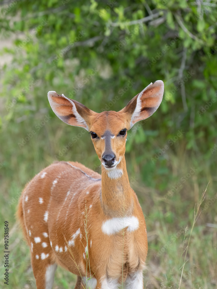 Südliche Schirrantilope, Südafrikanischer Buschbock, Tragelaphus sylvaticus Südliche Schirrantilope, Südafrikanischer Buschbock, Tragelaphus sylvaticus