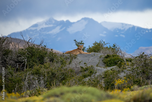 The puma is a member of the Felidae family and is the largest predator in Patagonia. Sitting here looking at the camera with the mountain range in the background.
