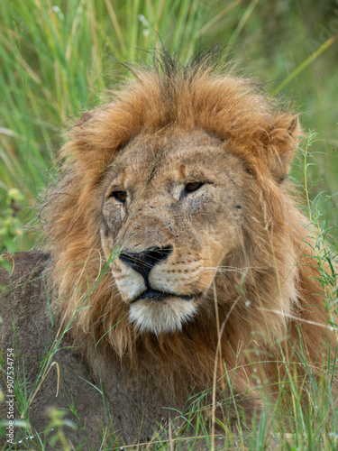 Löwe (Panthera leo)