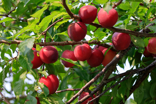 Ripe red plums from Gonohe, Aomori Prefecture