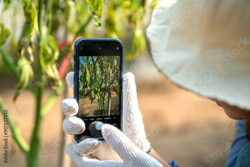 close up capture sick weed photo by female smart farmer to study. female asian farmer analyze marijuana infected in close up. smart gardener taking picture yellow dying weed plant using technology photo