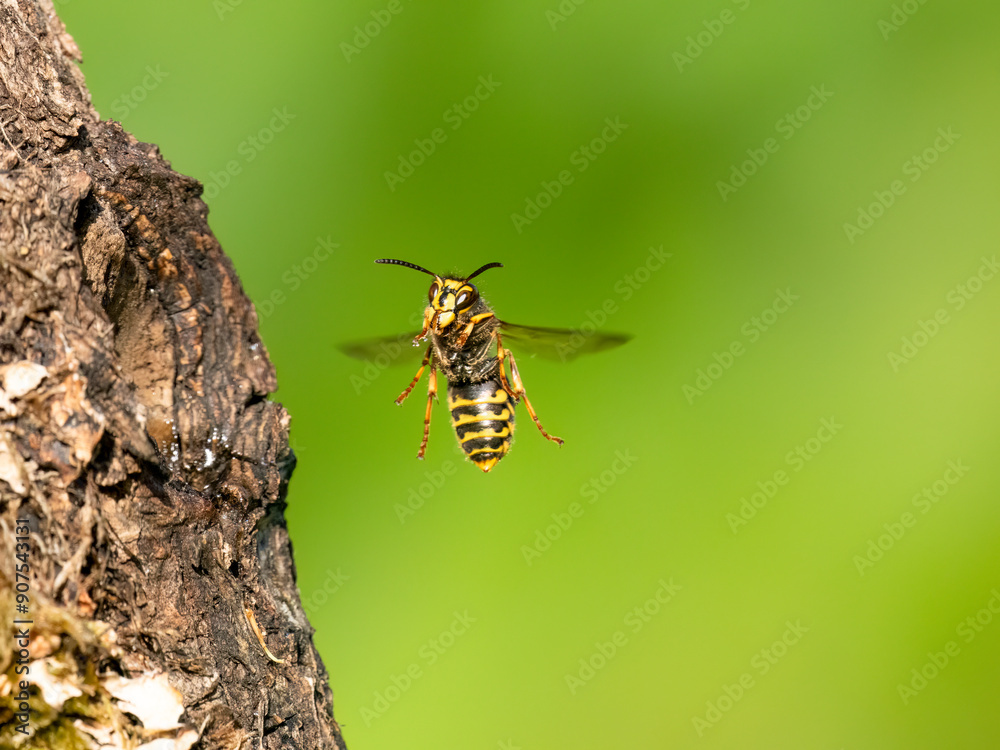Mittlere Wespe oder Kleine Hornisse (Dolichovespula media)