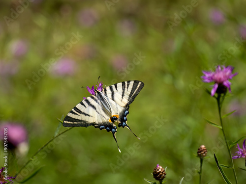 Segelfalter (Iphiclides podalirius) im Moseltal photo