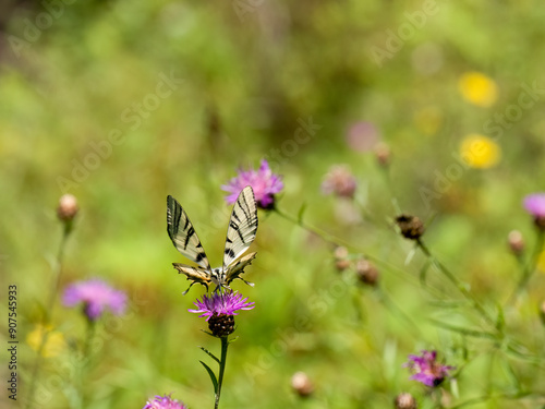 Segelfalter (Iphiclides podalirius) im Moseltal photo