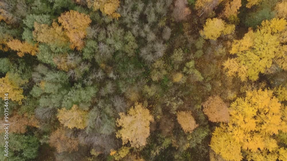 Aerial forward tilt shot over yellow golden birch forest in autumn Aerial forward tilt shot over yellow golden birch forest in autumn