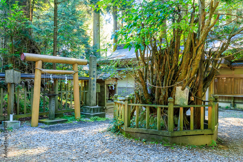 Cuadro en lienzo 夏の幣立神宮　熊本県山都町　Heitate Shrine in summer