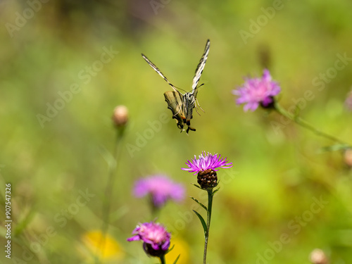 Segelfalter (Iphiclides podalirius) im Moseltal photo