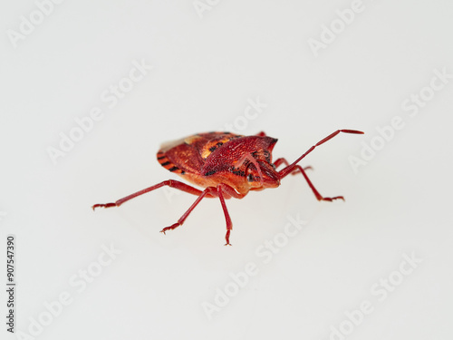 Variegated Fruit Bug. Codophila varia photo