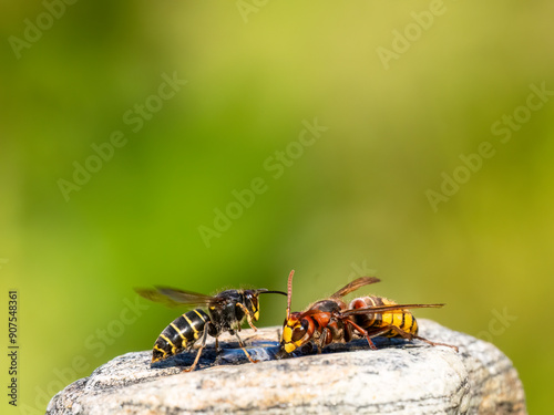 Hornisse (Vespa crabro) und Mittlere Wespe oder Kleine Hornisse (Dolichovespula media) photo