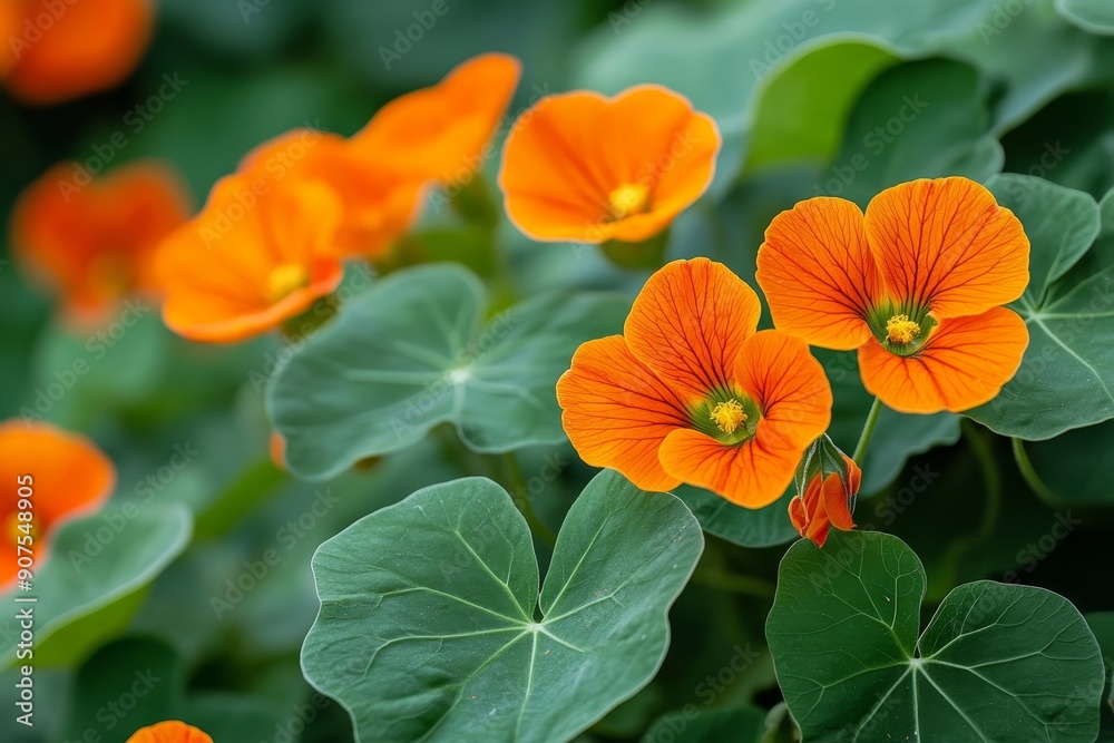 Nasturtium plant with orange flowers growing in the garden, Generative AI Nasturtium plant with orange flowers growing in the garden, Generative AI