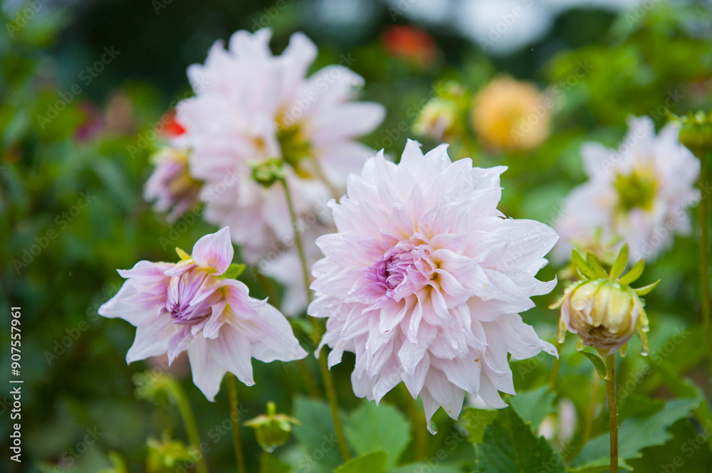 Macro image of dahlia flower in fresh blossom in the garden. Selective focus with smooth bokeh background. Macro image of dahlia flower in fresh blossom in the garden. Selective focus with smooth bokeh background.