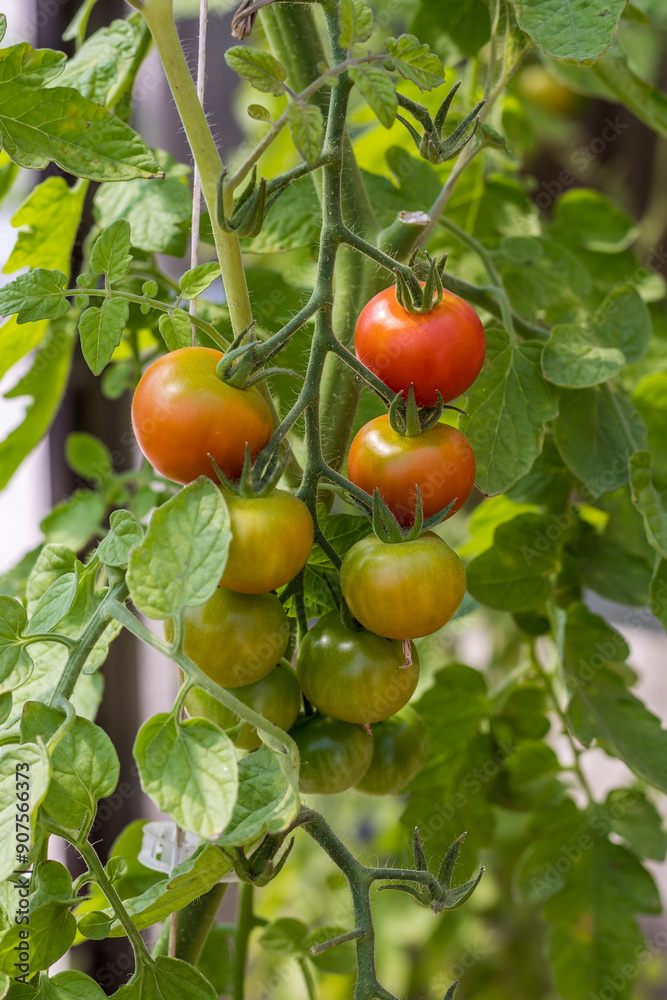tomates tomates
