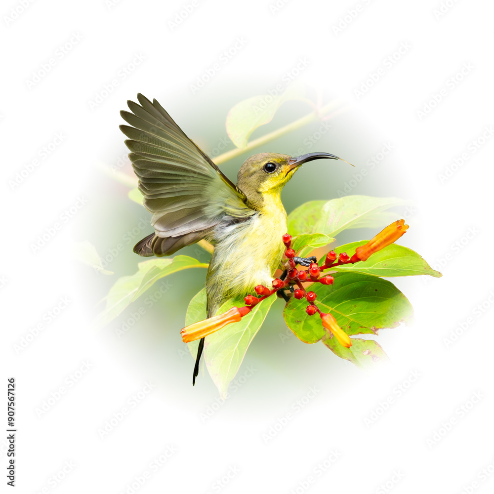 Fototapeta premium Olive-backed sunbird perching on a tree branch looking into a distance
