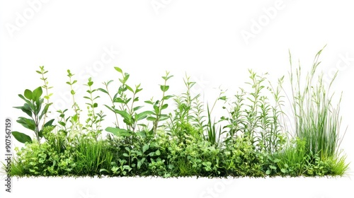 Green Grass and Plants on a White Background