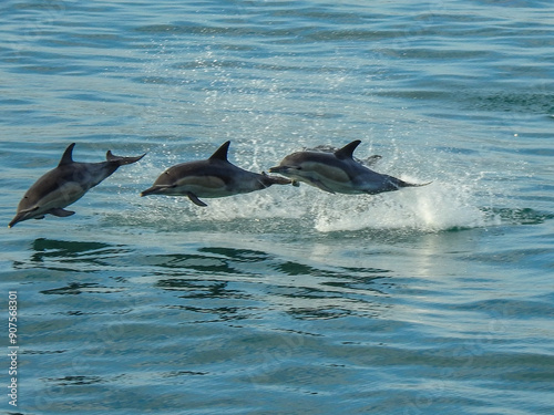 dolphin jumping out of water