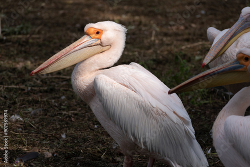 Pink Pelican photo