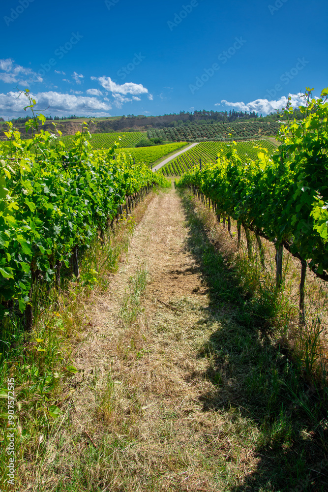 View of a pretty vineyard in the Emilia Romagna region of Italy View of a pretty vineyard in the Emilia Romagna region of Italy