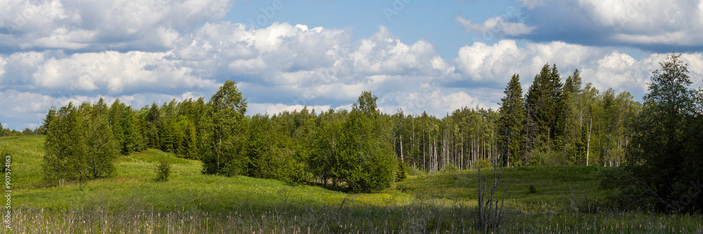 Summer forest landscape. View of the meadow and trees. There are clouds in the sky. Beautiful wide panorama. Summer forest landscape. View of the meadow and trees. There are clouds in the sky. Beautiful wide panorama.
