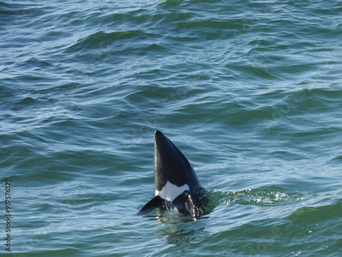 Photography Orca breached out of the water