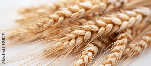 Freshly Harvested Wheat Stalks on White Background