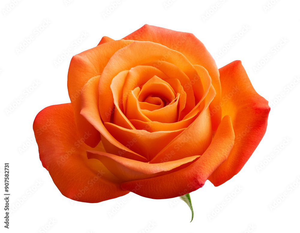 Orange Rose isoliert auf weißen Hintergrund, Freisteller, Transparent Orange Rose isoliert auf weißen Hintergrund, Freisteller, Transparent