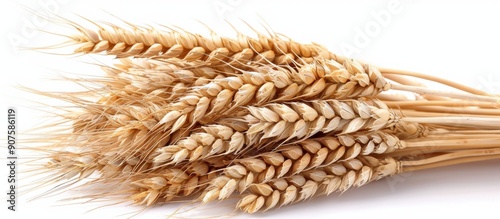 Freshly Harvested Wheat Stalks on White Background