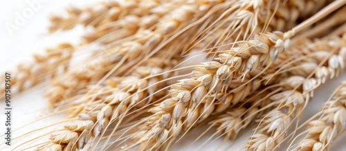 Dried Wheat Stalks Displayed on a Light Background
