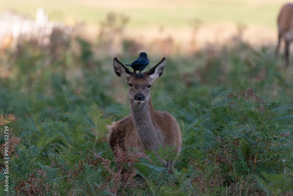 Fototapeta premium Deer with a Jackdaw on its head
