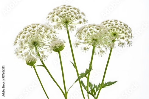 Queen annes lace flowers white background, Ai Generated photo