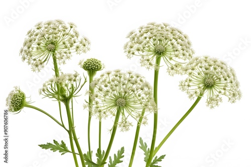 Queen annes lace flowers white background, Ai Generated