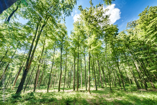 Sunlight Gently Filtering Through a Lush and Verdant Forest Canopy Creates a Magical Atmosphere