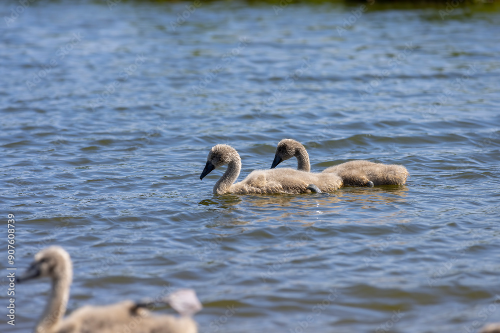 young swans in gray down swim on the lake young swans in gray down swim on the lake