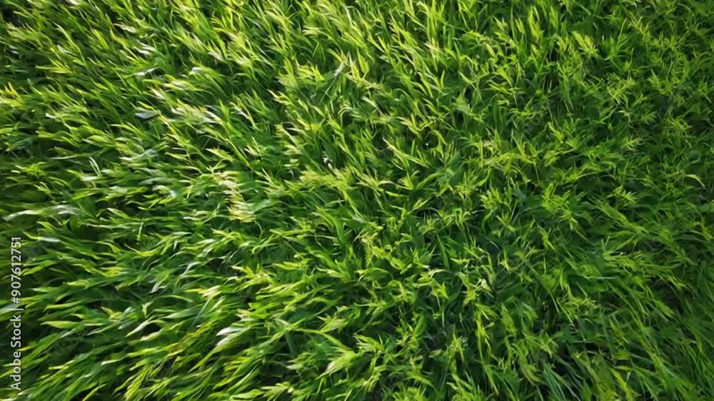 top view of artificial grass