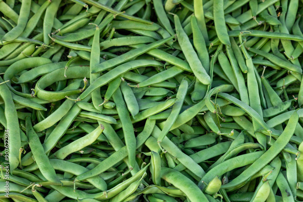Heap of fresh organic green runner beans of raw Heap of fresh organic green runner beans of raw