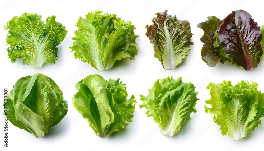 set of fresh lettuce leaves cut out set of fresh lettuce leaves cut out