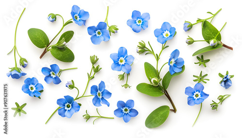 forget-me-not flowers isolated on white background. Top view. Flat lay photo