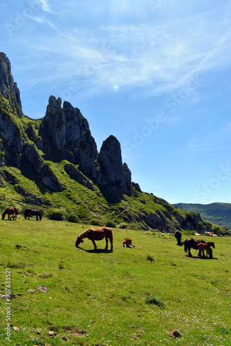 Horses and mares under the ...