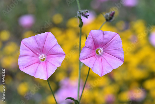 Pink flowers of the Cantabr...