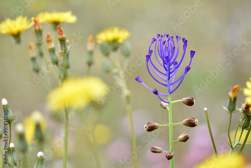 Violet flowers of the tassel hyacinth (Leopoldia comosa or Muscari comosum) in a meadow. photo