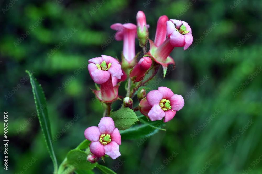 Detail of the pink flowers of red escallonia (Escallonia rubra) Detail of the pink flowers of red escallonia (Escallonia rubra)