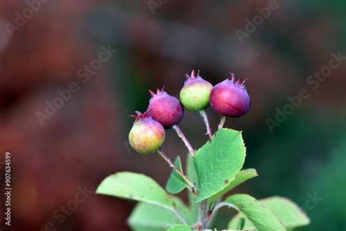 Unripe fruits of the snowy ...
