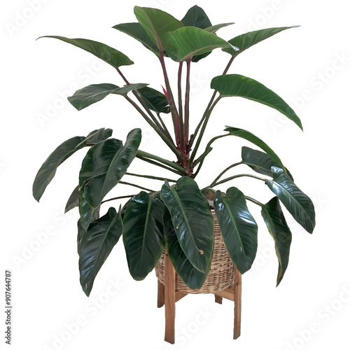 Isolated image of a tree in a rattan pot on a white background. It is a small tree used for interior decoration with colorful leaves to provide freshness and oxygen in homes, buildings and offices.
