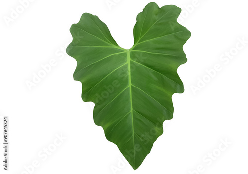 This close-up image of a leaf, isolated against a crisp white background, captures the intricate details and natural beauty of its structure. The vivid green hues and delicate vein patterns.